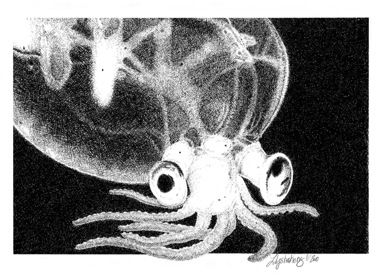Glass Squid